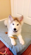 Alusky Puppy for sale in TERRE HAUTE, IN, USA