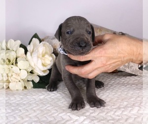 Great Dane Puppy for sale in ROYSE CITY, TX, USA