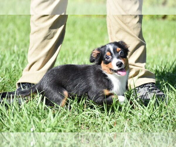 Medium Photo #4 Miniature Australian Shepherd Puppy For Sale in PALM COAST, FL, USA
