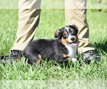 Small #3 Miniature Australian Shepherd