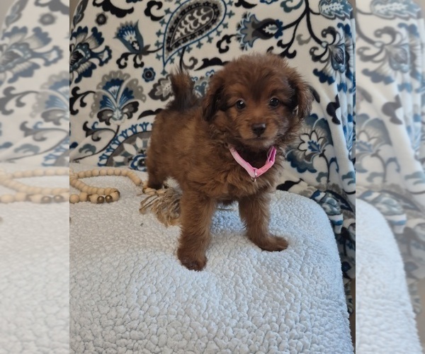 Medium Photo #4 Pomapoo (Toy) Puppy For Sale in LEWISBURG, KY, USA