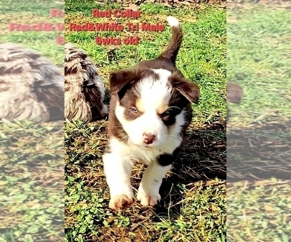 Medium Photo #10 Border Collie Puppy For Sale in BYBEE, TN, USA