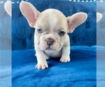 Small #9 French Bulldog