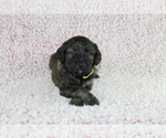 Small #9 Goldendoodle