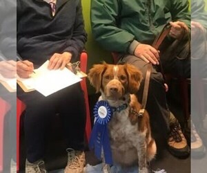 Brittany Puppy for sale in BLOSSBURG, PA, USA