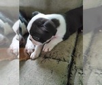 Small Photo #3 Boston Terrier Puppy For Sale in GORHAM, NH, USA