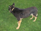 Small Photo #1 German Shepherd Dog Puppy For Sale in NEW HAVEN, IN, USA