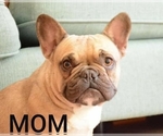 Small Photo #7 French Bulldog Puppy For Sale in N LAS VEGAS, NV, USA