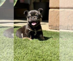 French Bulldog Puppy for sale in SAN ANTONIO, TX, USA