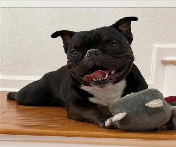 Medium Photo #1 French Bulldog-Unknown Mix Puppy For Sale in Santa Cruz, CA, USA