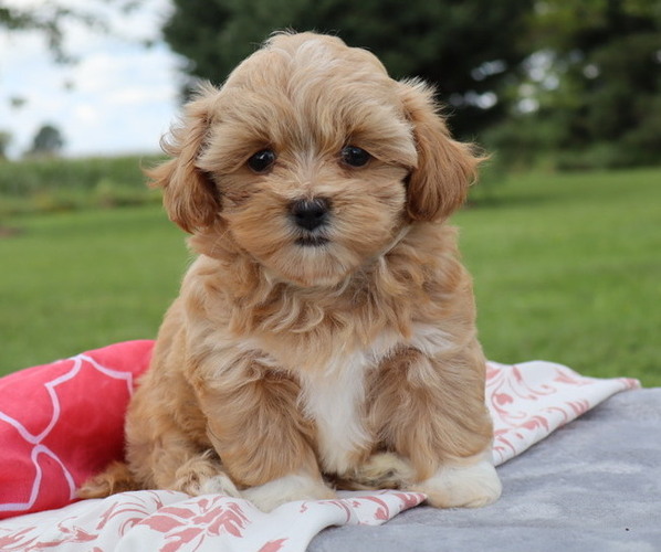 Medium Photo #9 ShihPoo Puppy For Sale in THORP, WI, USA