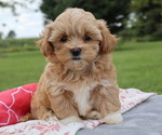Small Photo #9 ShihPoo Puppy For Sale in THORP, WI, USA
