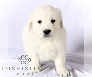 English Cream Golden Retriever Puppy for sale in GORDONVILLE, PA, USA