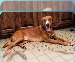 Mutt Dogs for adoption in Sheboygan, WI, USA