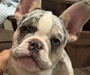 French Bulldog Puppy for Sale in DIXON, California USA