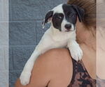 Small #5 Mutt