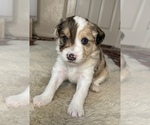 Puppy Zuko Aussiedoodle Miniature 