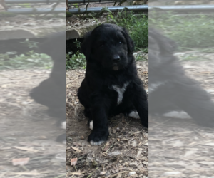 Pyredoodle Puppy for sale in PAULDING, OH, USA