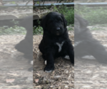 Small Photo #1 Pyredoodle Puppy For Sale in PAULDING, OH, USA