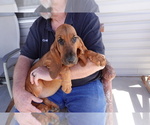 Small Photo #1 Bloodhound Puppy For Sale in JEROME, ID, USA