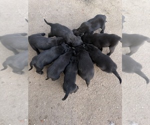 Labrador Retriever Puppy for sale in WAKARUSA, IN, USA