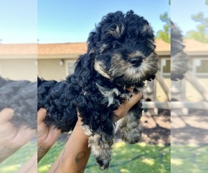 Medium Cock-A-Poo-Cockapoo Mix