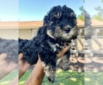 Puppy Female 2 Cock-A-Poo-Cockapoo Mix