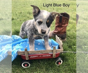 Australian Cattle Dog Puppy for sale in DENTON, NC, USA