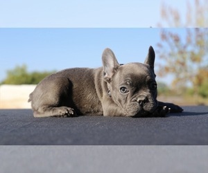 French Bulldog Puppy for sale in METUCHEN, NJ, USA