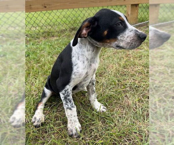 Medium Photo #4 Pointer-Unknown Mix Puppy For Sale in Tarrytown, GA, USA