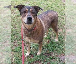 German Shepherd Dog Dogs for adoption in Fort Lauderdale, FL, USA