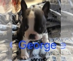 Puppy George Boston Terrier