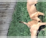 Small Photo #20 Belgian Malinois Puppy For Sale in HARKER HEIGHTS, TX, USA