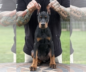 Medium Doberman Pinscher