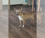 Small Photo #1 Chihuahua Puppy For Sale in NEWPORT NEWS, VA, USA