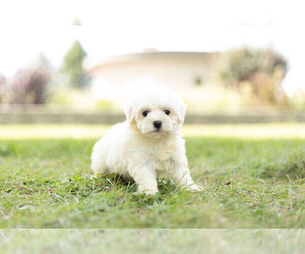 Medium Photo #1 Maltese Puppy For Sale in WARSAW, IN, USA