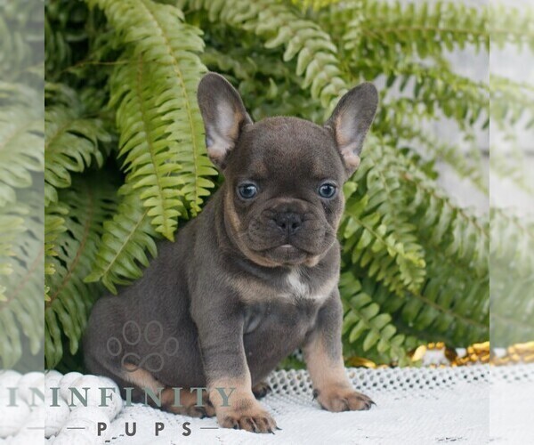 Medium Photo #1 French Bulldog Puppy For Sale in NARVON, PA, USA