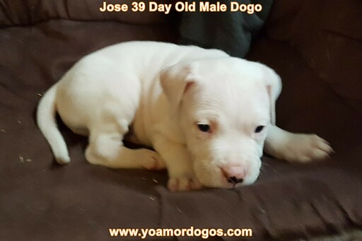Medium Photo #259 Dogo Argentino Puppy For Sale in JANE, MO, USA
