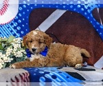 Small Photo #4 Goldendoodle (Miniature) Puppy For Sale in OXFORD, PA, USA