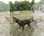 Small #18 Doberman Pinscher