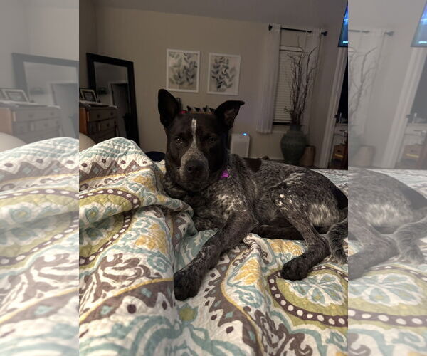 Medium Photo #14 Mutt Puppy For Sale in Euless, TX, USA