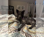 Small #13 Mutt