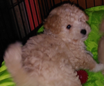 Small Photo #4 Maltipoo Puppy For Sale in VALLEJO, CA, USA