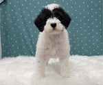 Small Photo #4 Miniature Labradoodle Puppy For Sale in BLAKESBURG, IA, USA