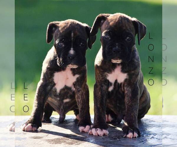 Medium Photo #2 Boxer Puppy For Sale in BERNVILLE, PA, USA