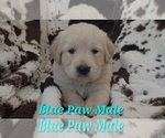 Small #2 Golden Retriever