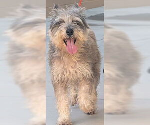 - Mix Dogs for adoption in Salinas, CA, USA