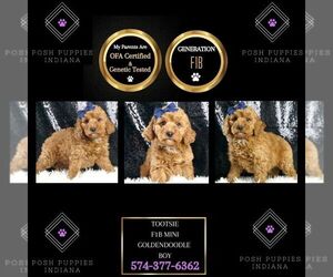 Goldendoodle (Miniature) Puppy for sale in WARSAW, IN, USA