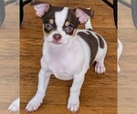 Puppy Toffee Chihuahua
