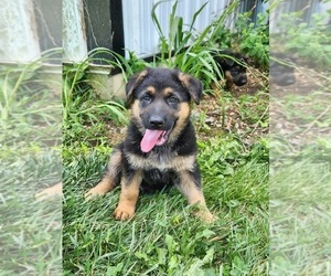 German Shepherd Dog Puppy for sale in HARRISONBURG, VA, USA